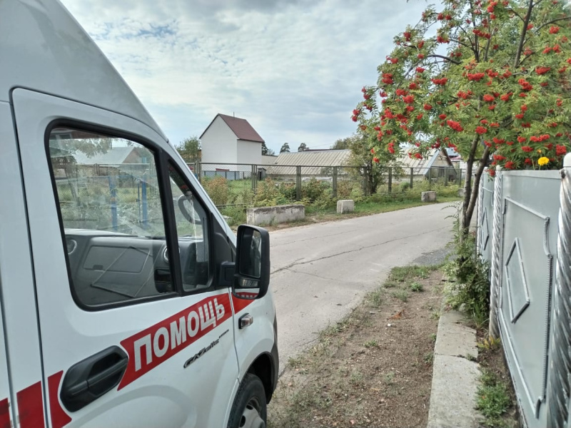 Осторожно, осы!