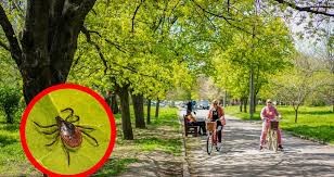                                  Неприятности летней поры