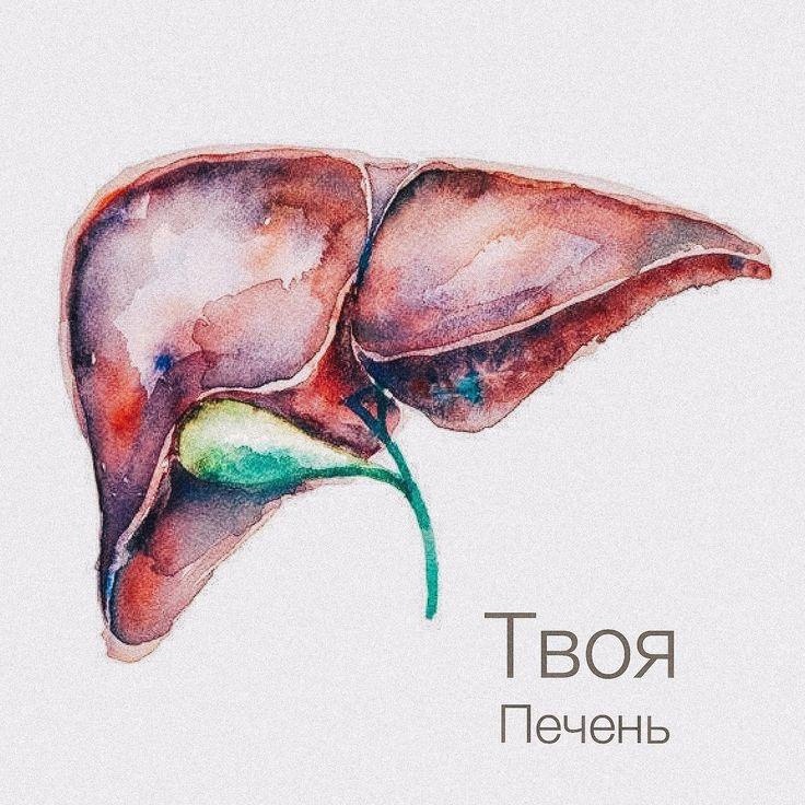 ПРАВИЛА СОХРАНЕНИЯ ЗДОРОВЬЯ ПЕЧЕНИ - несколько рекомендаций 