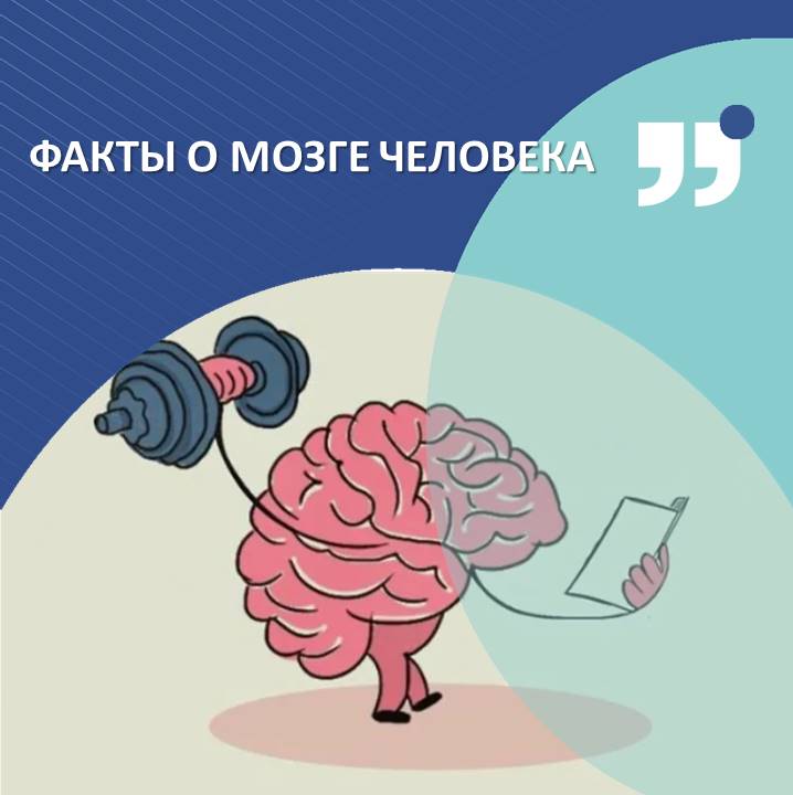 Загадочный и удивительный головной мозг 