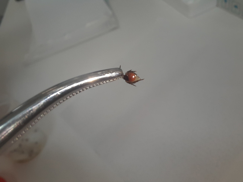 Сезон клещей открыт: будьте начеку